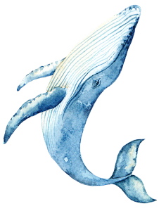 海洋插画