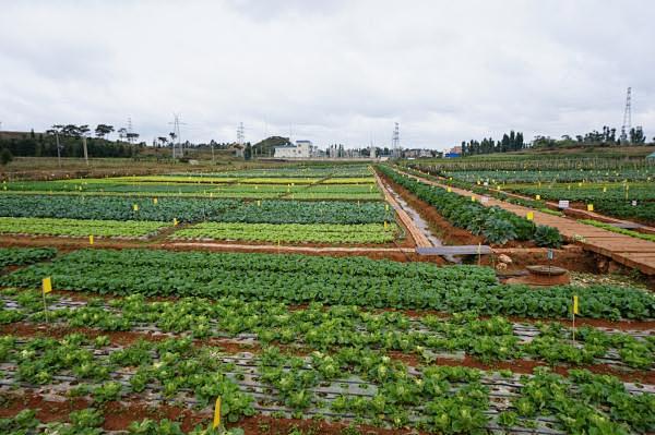 蔬菜示范基地