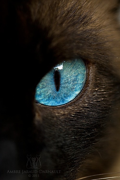 o动物猫眼睛