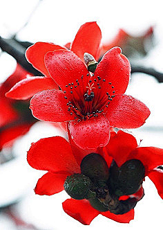 木棉花-花瓣网|陪你做生活的设计师 | 木棉花图片