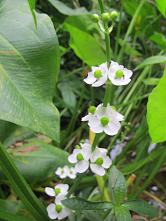慈姑花