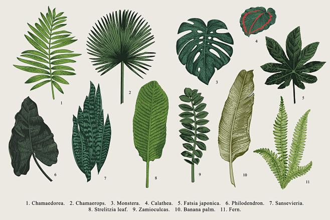 北欧文艺小清新植物叶子图案装饰插画抱枕挂画门帘矢量ai设计素材