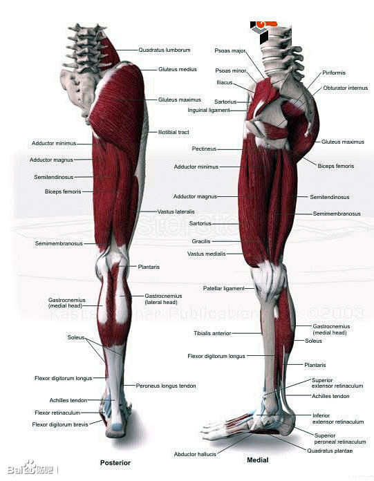 收集整理一组人体和动物的骨骼肌肉结构图纹身吧百度贴吧