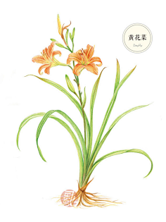 com 萱草科 萱草属 萱草别名"金针","黄花菜","忘忧草","宜男草","疗