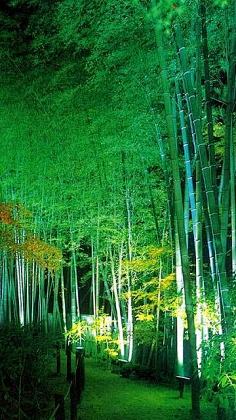花中四君子竹