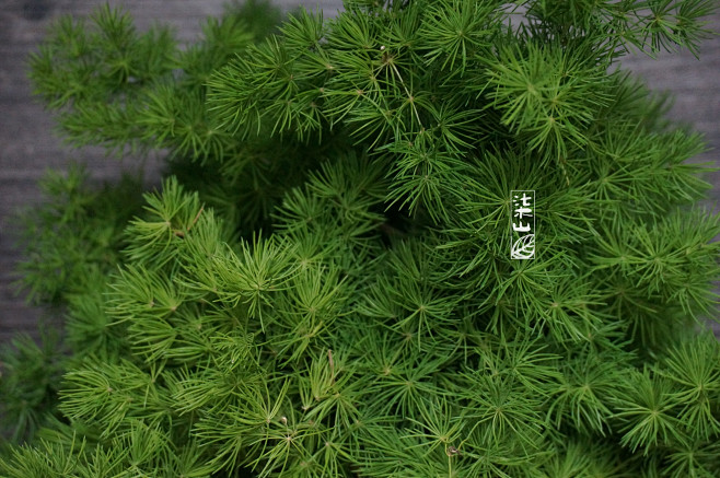 扶苏鱼采集到素材植物建筑