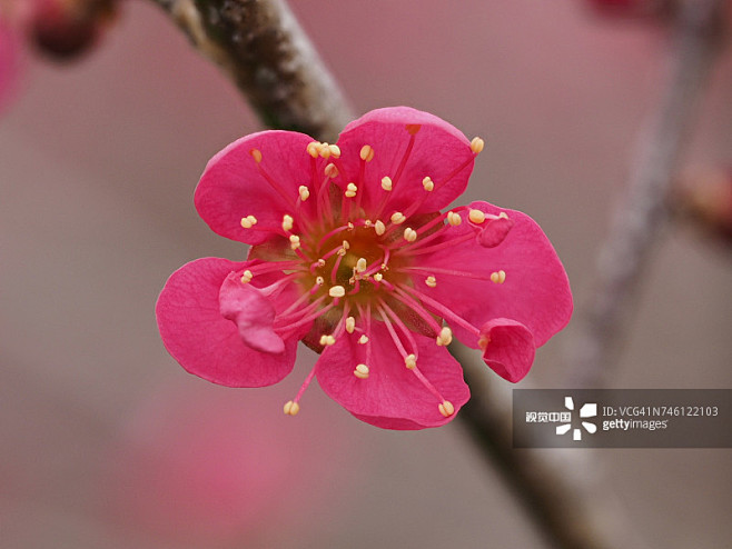 梅花,桃花