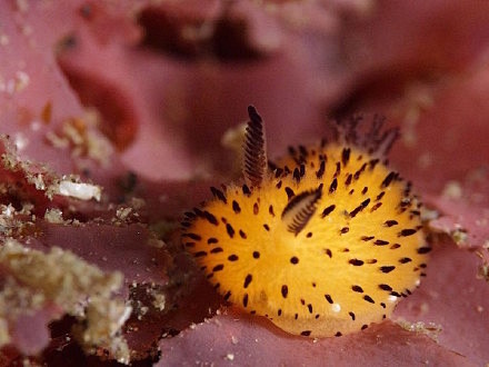 卖萌的海蛞蝓海蛞蝓又称它为叶羊海兔这种可爱的海洋生物拥有明亮的