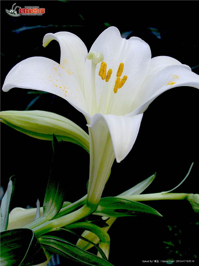 百合花图片素材