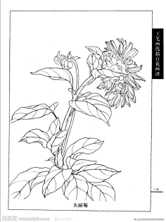 qq.com白描-线描菊花画谱!1qgdhn11c采集到黑白装饰画采集www.360doc.