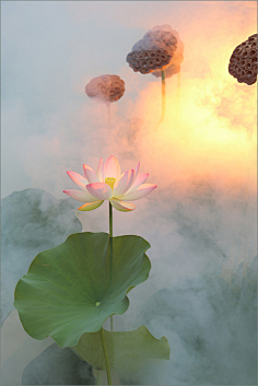 禅是一枝花-花瓣网|陪你做生活的设计师 | 一花一世界