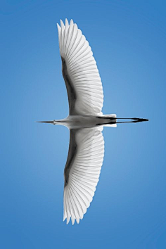 鸟-翅膀及尾羽