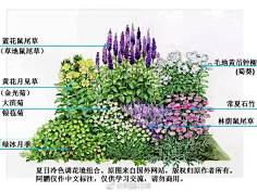 莫官站-植物设计采集到观赏草和花镜