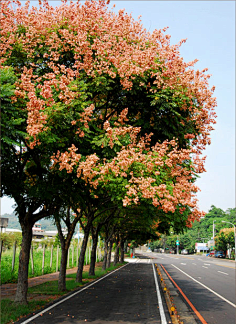 2-植物