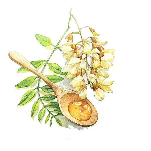 彩绘蜂蜜洋槐