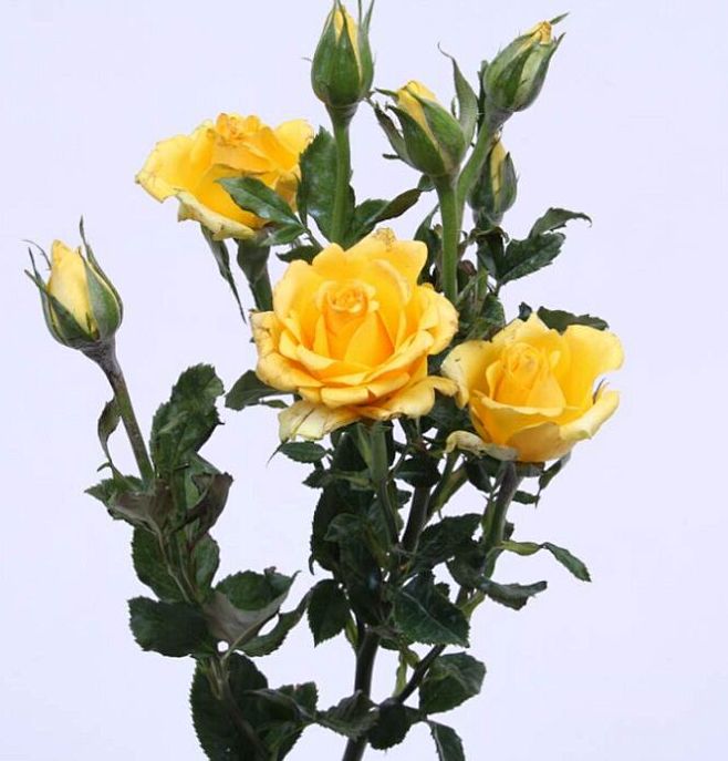 花瓣chrome扩展采集于2018-06-09 19:57:20多头金香玉玫瑰品种四月的