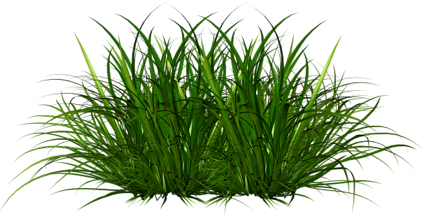 植物/花 png