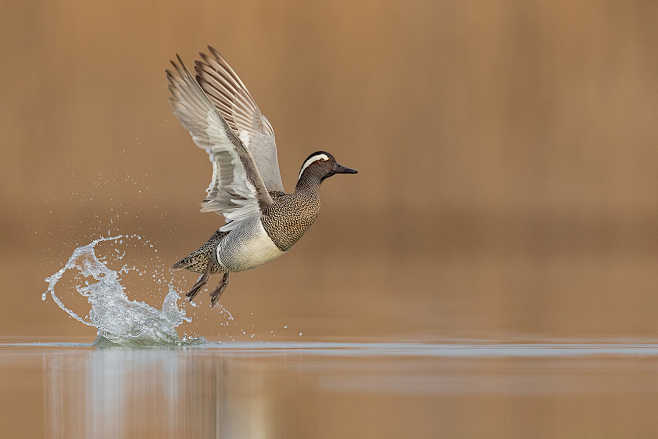 白眉鸭anas querquedula 雁鸭目鸭科鸭属 garganey