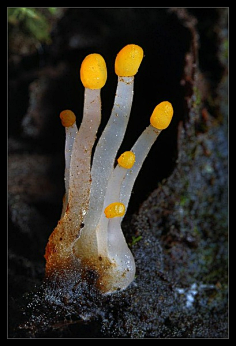大自然生物