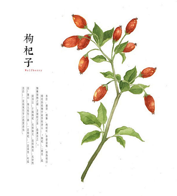 com 枸杞子(wolfberry):养阴,滋肾,润肺,枸杞叶:补虚益精,清热明目.