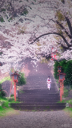 樱花树下