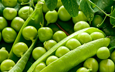 豌豆蚕豆