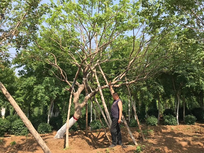 斜飘元宝枫