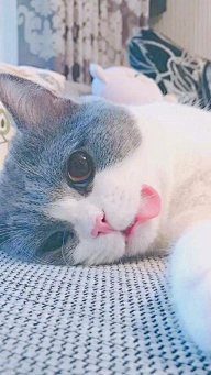 木鱼泡泡采集到萌宠