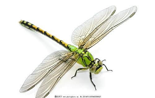com 蜻蜓_百度图片搜索 image.baidu.