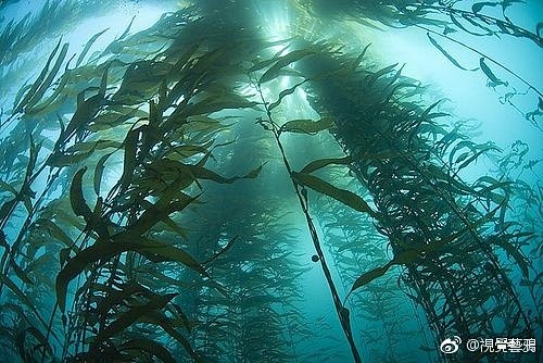 海藻森林是由海藻所构成的海底森林主要分布于温带到两极地区的岩岸