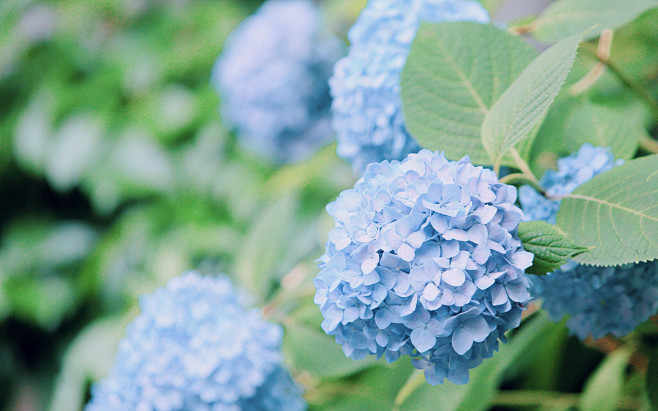 绣球花