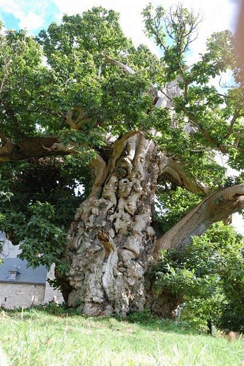 * Chategnier de 500 ans près de baud quistin