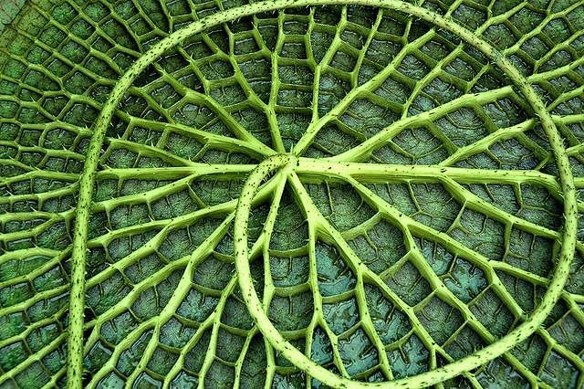 t丨叶子叶脉纹理图案/自然艺术纹理装饰