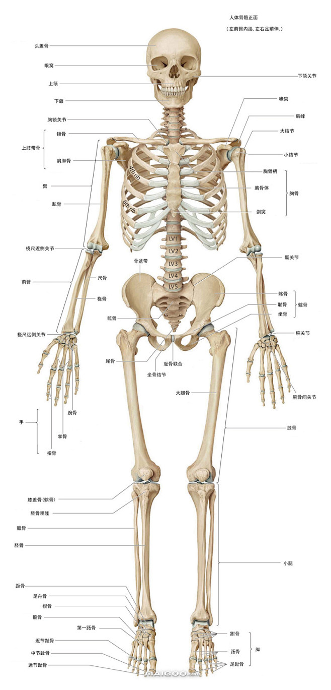 com 人体骨骼结构图 人体骨骼名称及数量→买购网 3 maigoo.com