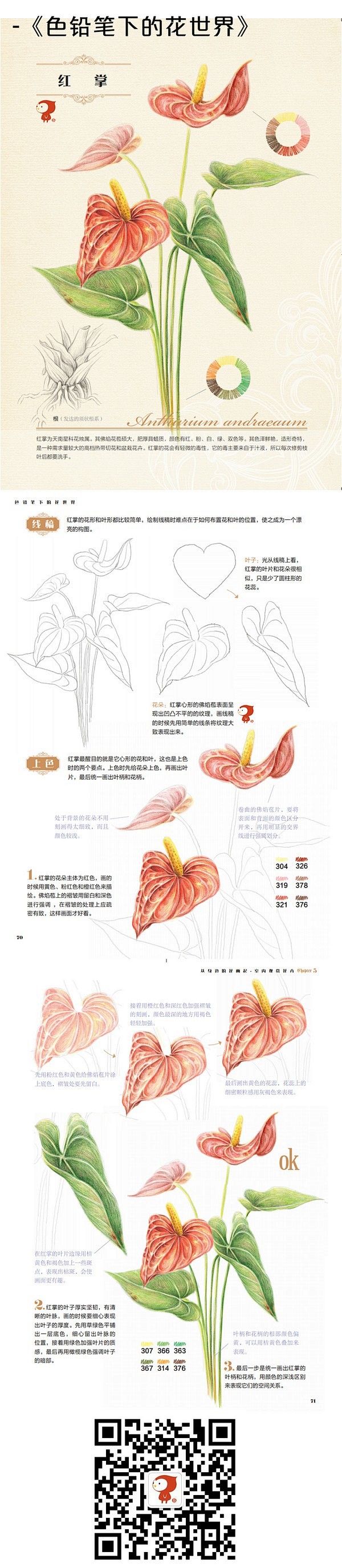 彩铅步骤教程红掌