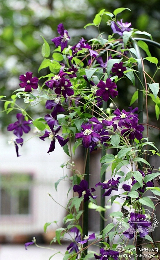 plant植物h铁线莲clematis