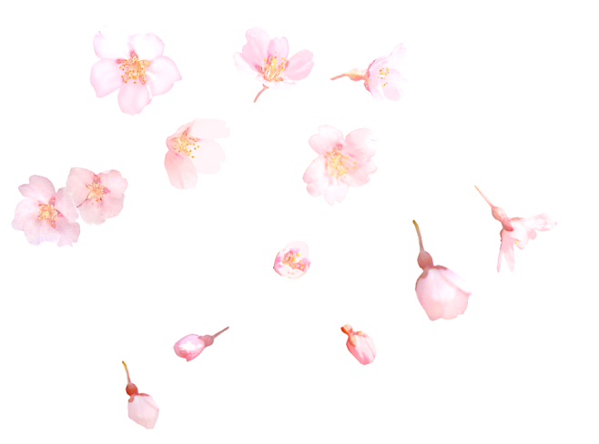 樱花-花瓣网|陪你做生活的设计师 | 桃花 飘落 飘洒
