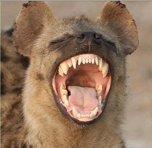 非洲斑鬣狗vs北美灰狼斗兽吧百度贴吧