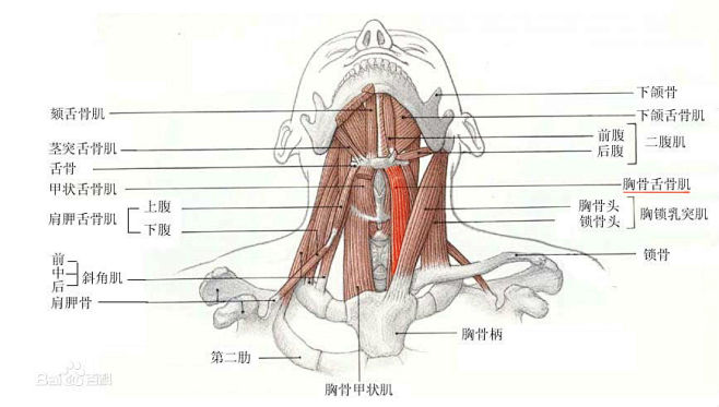 胸骨舌骨肌其实与肩胛骨相连
