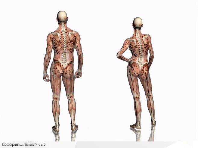 人体肌肉骨骼肌肉骨骼透视图背面
