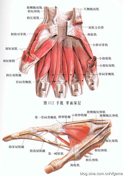 肌肉解剖