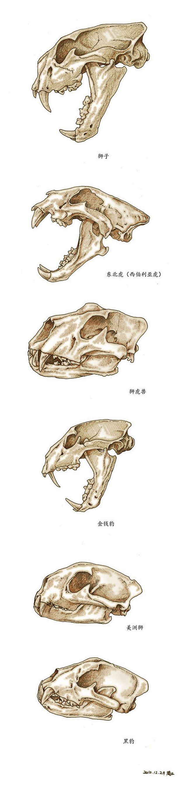 top 作品:《猫科动物头骨6种图例》  @北坤人素材