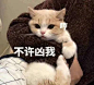 猫咪表情包