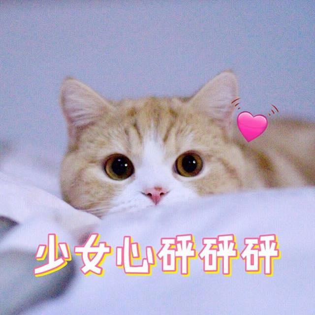 可爱的猫咪表情包萌死人不偿命