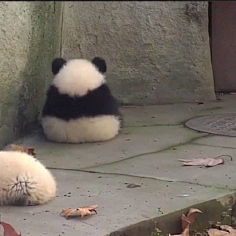 动物背影