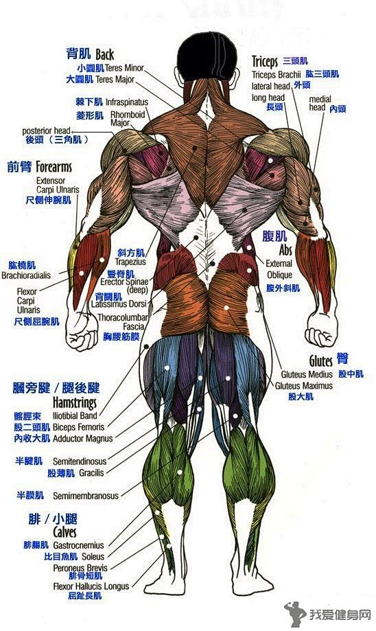 com 人体肌肉图解, 全身各部位肌肉怎么练一目了然 360doc.