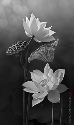 photo丨荷花莲花丨绘画与植物摄影影像