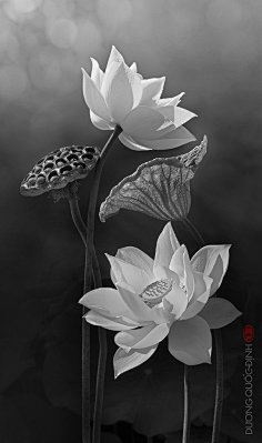 【创意荷花莲花摄影图集】绘画与植物摄影 ideabooom.