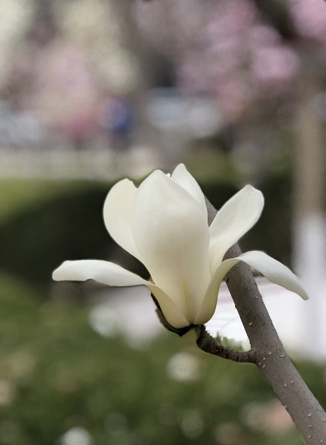 玉兰花开