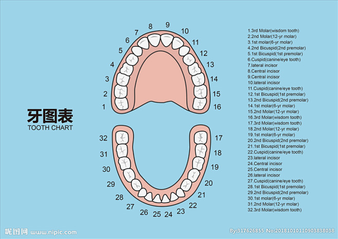 去逛动物园了从口腔医疗参考转采于2021-07-15 14:06:25牙位图数据